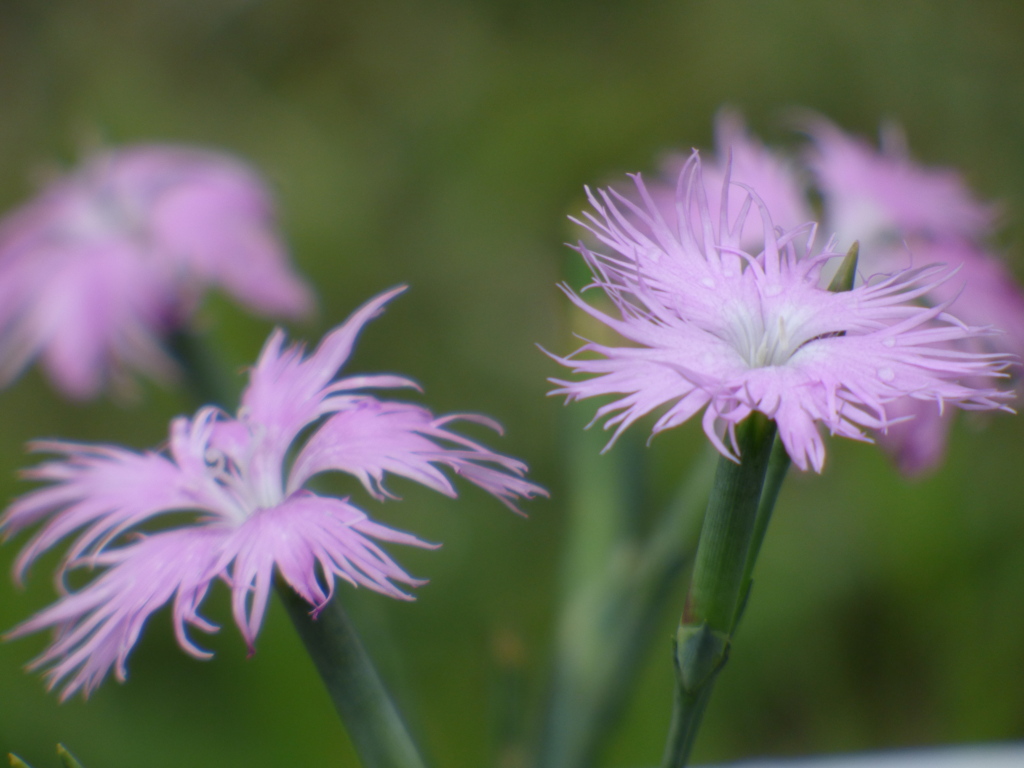 ダイアンサスナデシコ