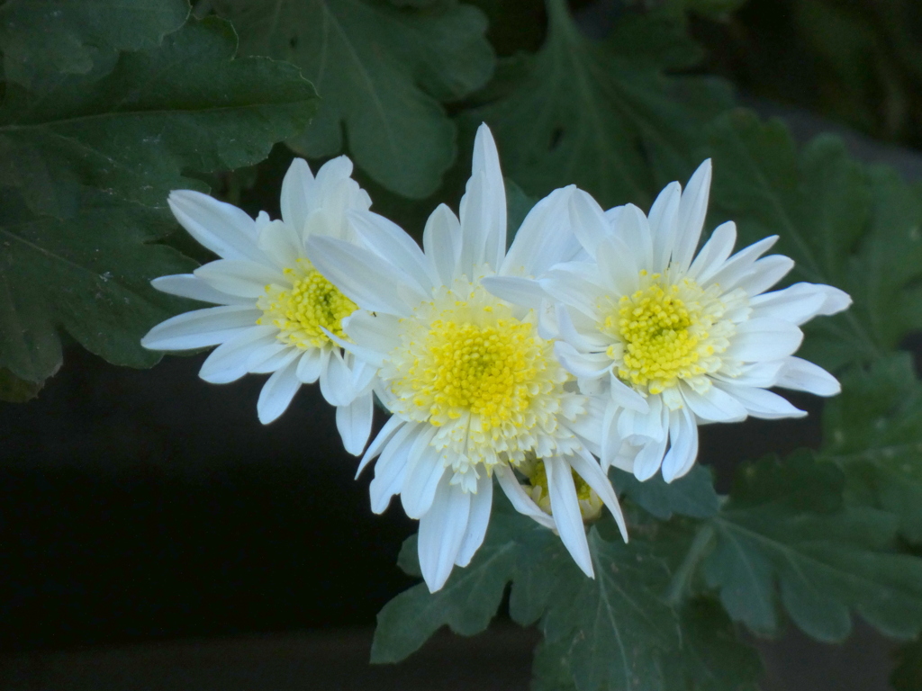 白のスプレーマム