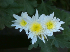 白のスプレーマム