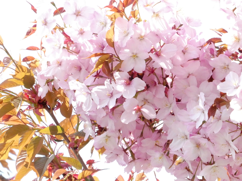 山桜の園芸品種仙台屋桜