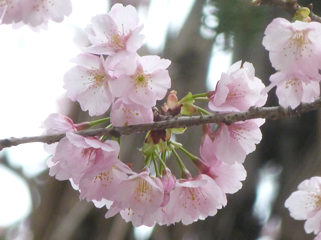赤坂の豊川稲荷のオオカンザクラ