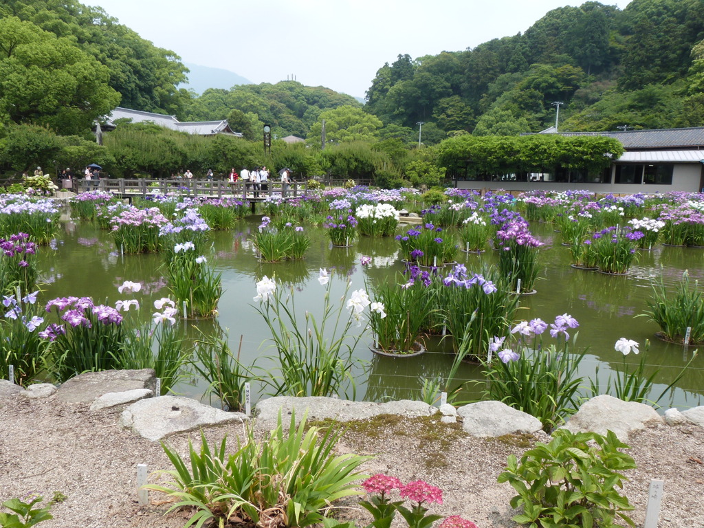 大宰府天満宮の花菖蒲園