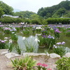 大宰府天満宮の花菖蒲園