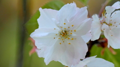 荒川堤の里ザクラの手弱女の蕊晩期