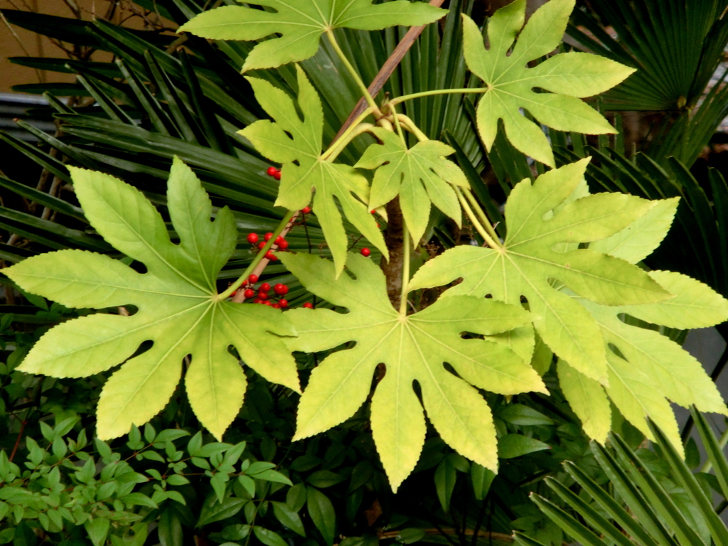 千住元町の森のある家のやつで