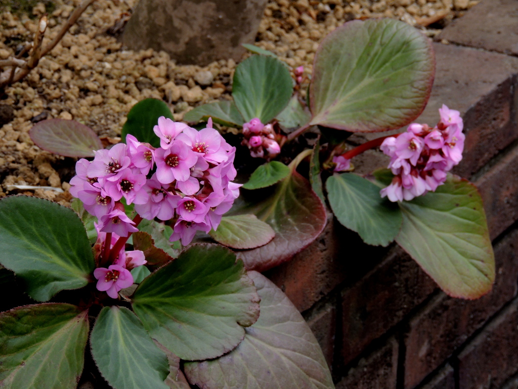 町屋の花壇のヒマラヤユキノシタ