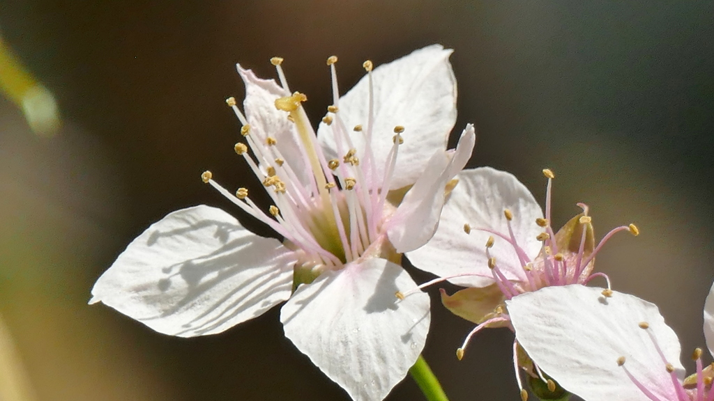 ヒマラヤザクラの蕊