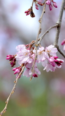 三春から移植された滝桜枝垂江戸彼岸