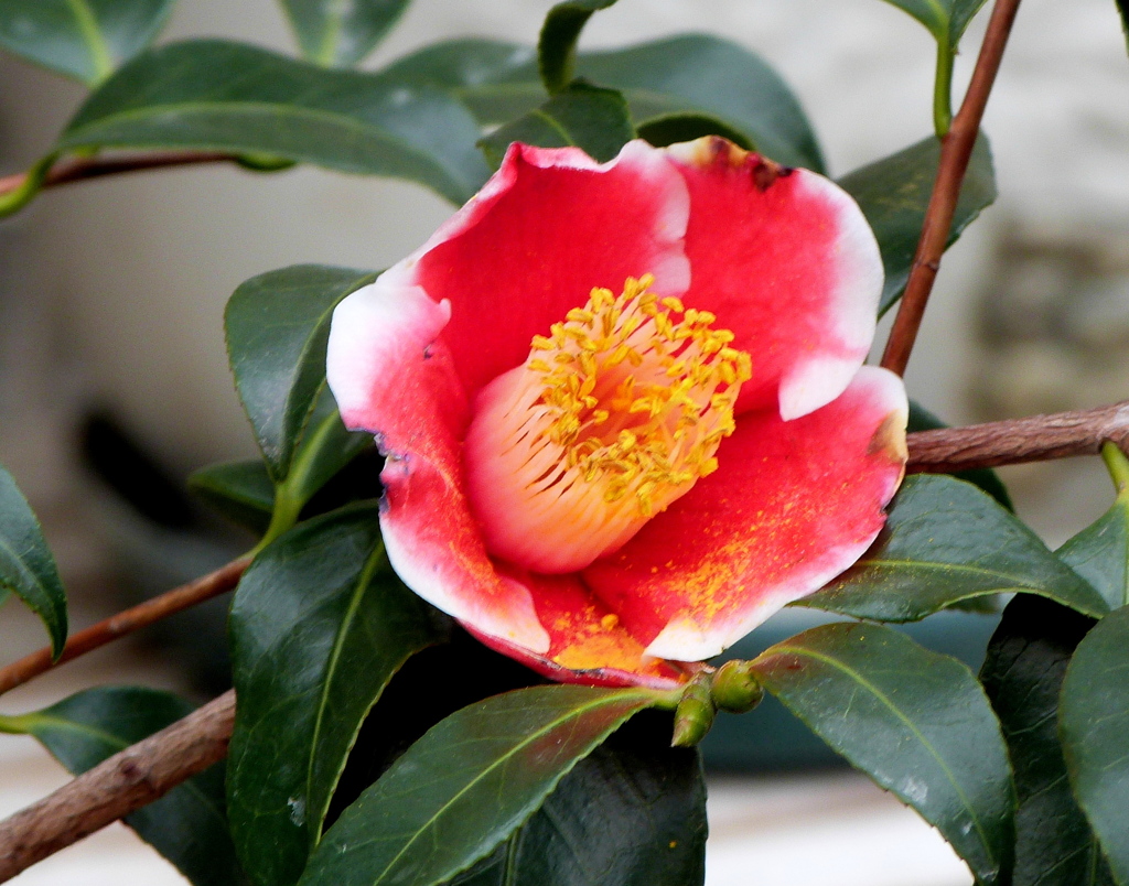 茶花椿・玉の浦