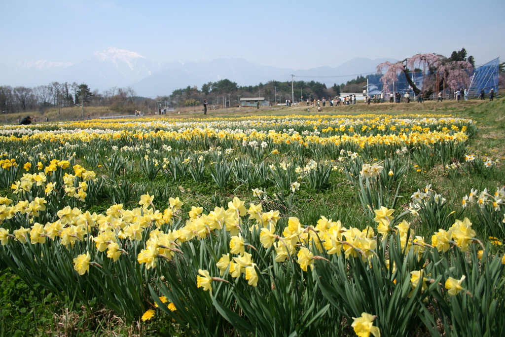 春の山梨北杜市の田園風景、左奥に残雪甲斐駒ヶ岳