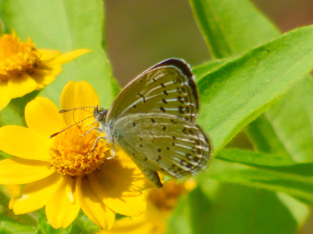 防災団地の花壇でメランポジウムにヤマトシジミ