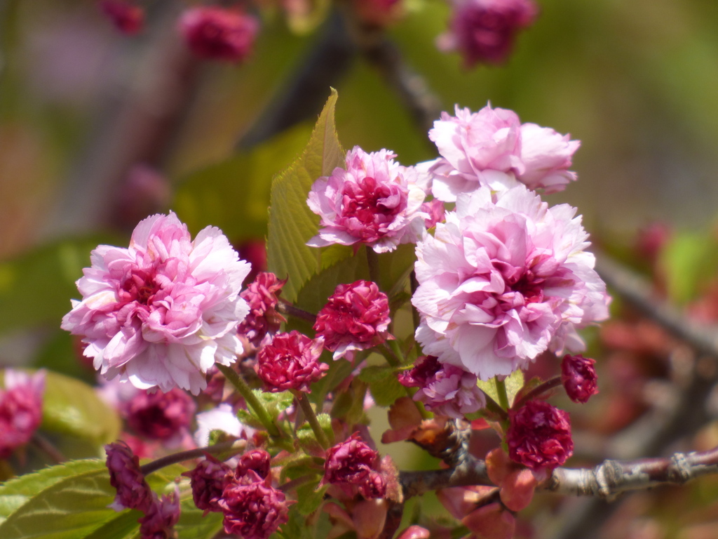 千住の雛菊桜