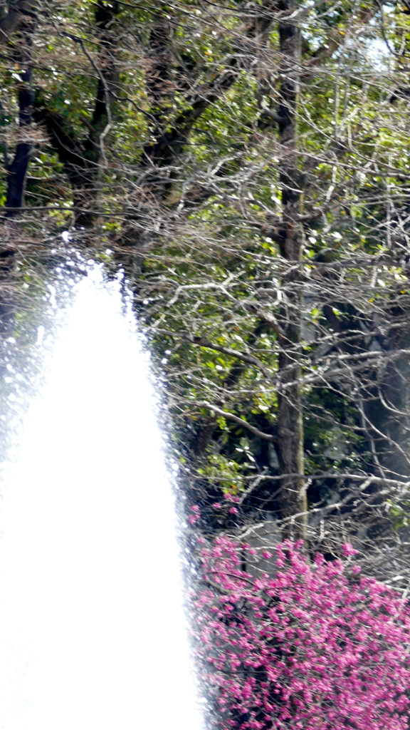 上野の噴水とカンヒザクラの色