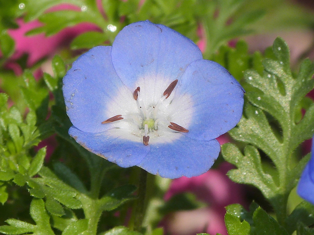 ネモフィラ・インシグニスブルー