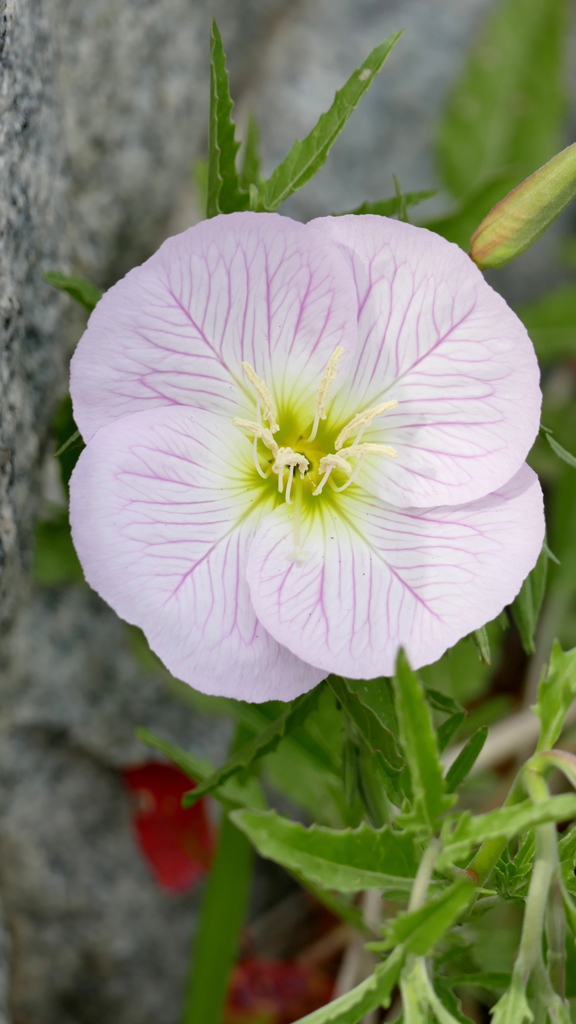 ヒルザキツキミソウの蕊