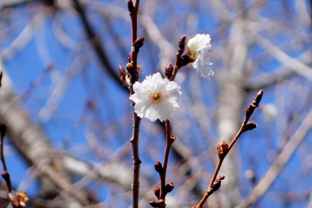 荒川自然公園のまだ咲いてるこれからも咲く十月桜