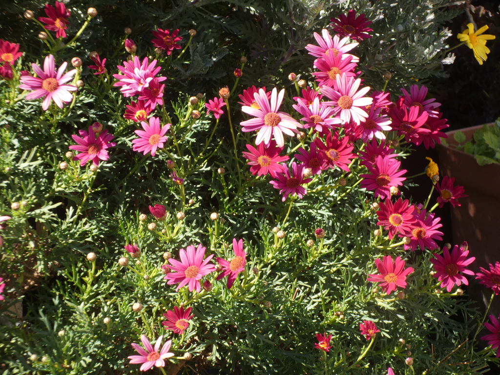 陽光の赤いマーガレット