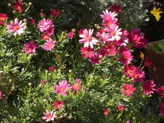 陽光の赤いマーガレット