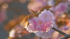 夕日の里桜の関山晩生盛り