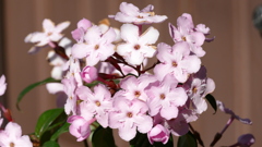 やねせんにるくりあがさいていた