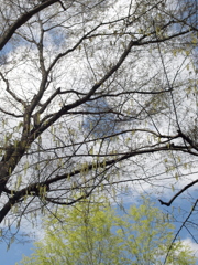 白柳の上の大きな白雲