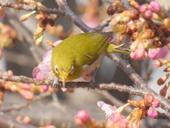 着いてるよ花びら