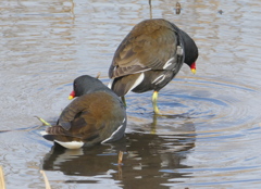 舎人公園の池で，バン２羽