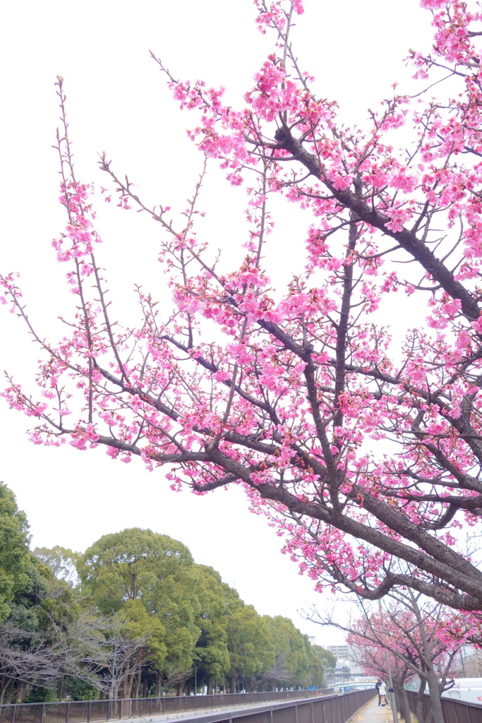 木場公園の満開の河津桜