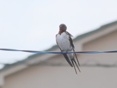 電線のつばめ