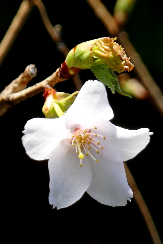 私も初めて見る熊野桜の特徴