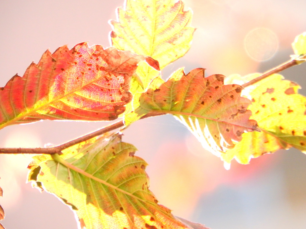 陽光の当たる赤と黄色の葉っぱ