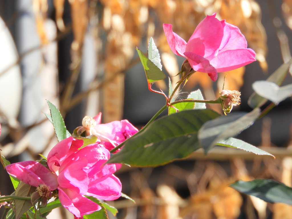 千住元町の陽だまりの薔薇