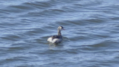 荒川扇大橋下のカンムリカイツブリ