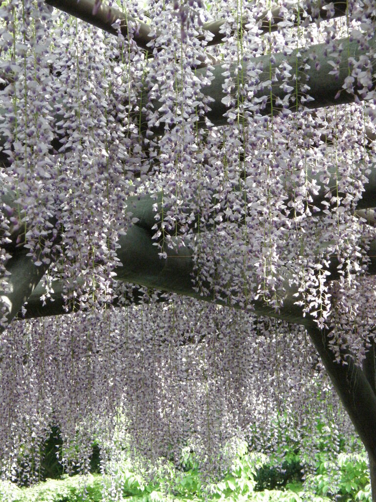 西新井大師の藤棚