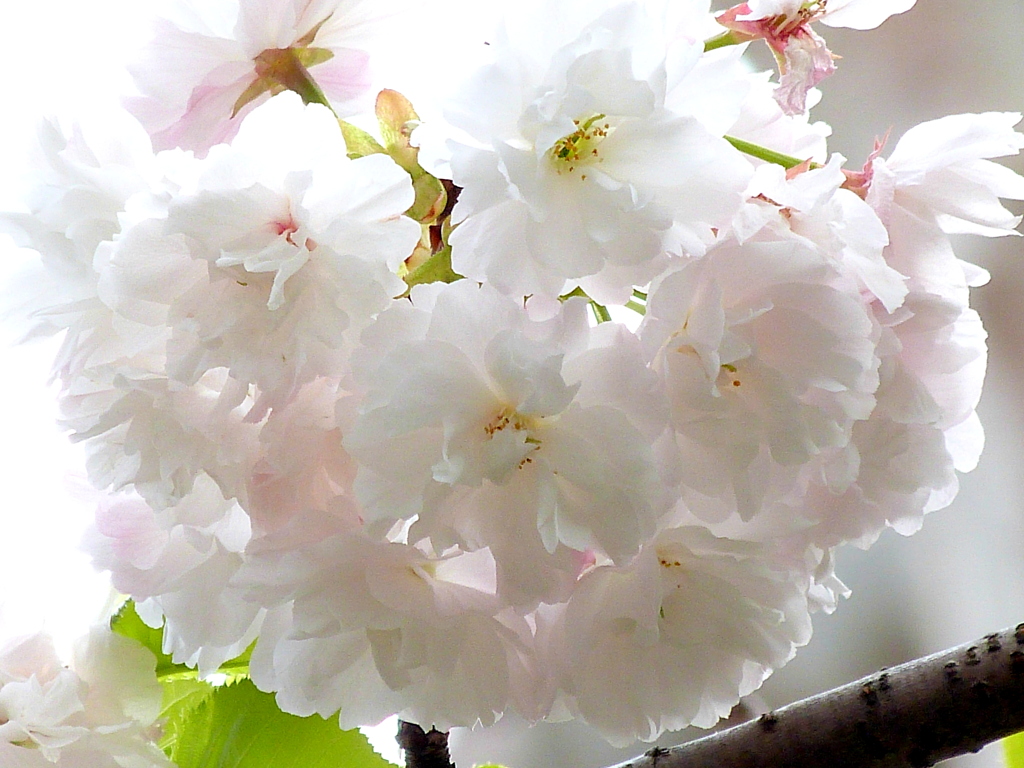 向島隅田公園の桜・蘭々（ランラン）