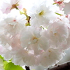 向島隅田公園の桜・蘭々（ランラン）