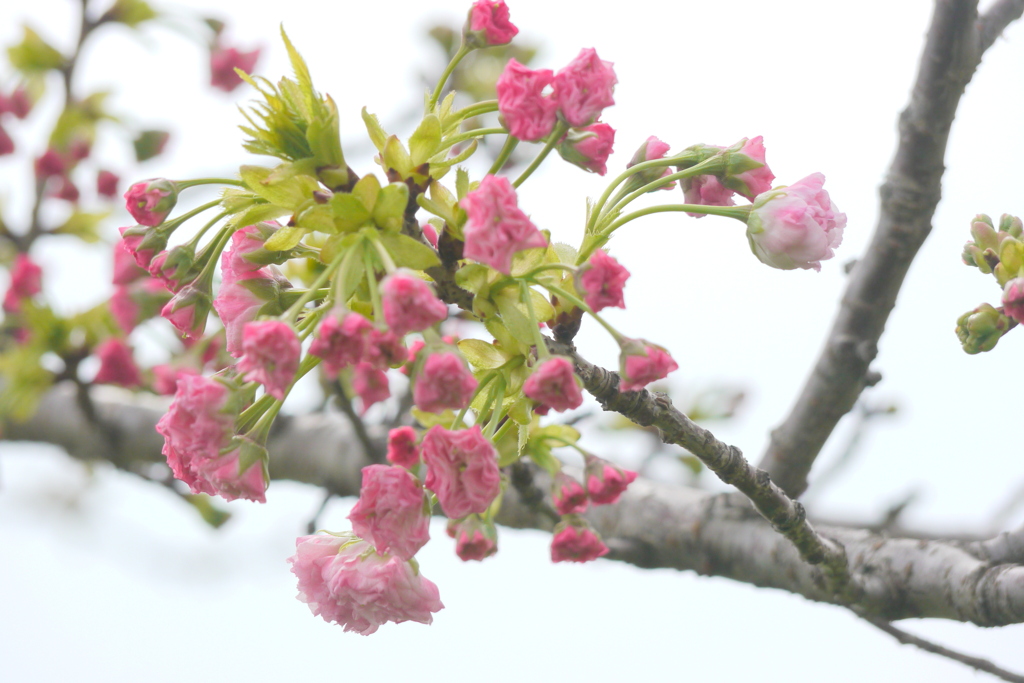 松月桜のつぼみ
