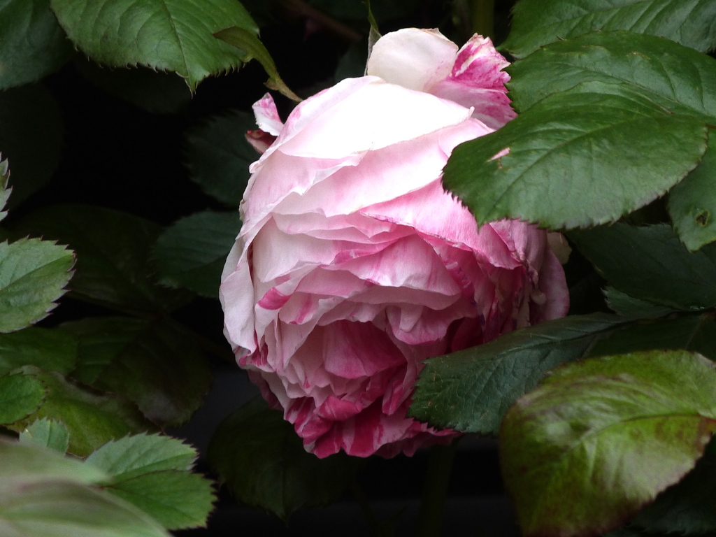 薔薇の蕾