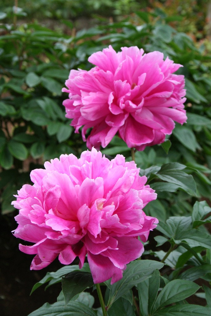 西新井大師のシャクヤク１