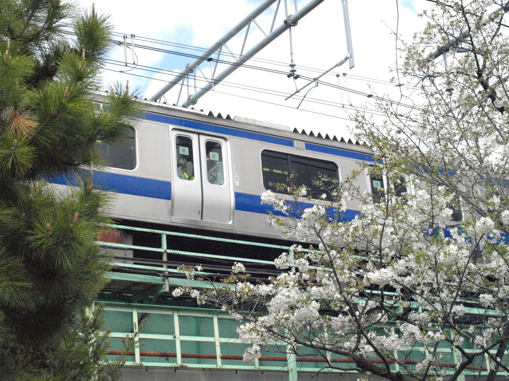 大人気アイテム 三河島駅の常磐線と大島桜 写真 - （ID：11669906） NEBUKO by その他