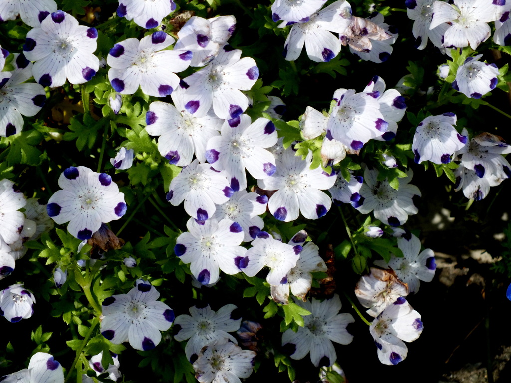 ネモフィラ・マクラータ