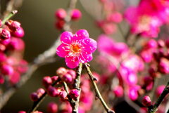 近所の咲きだした紅梅