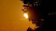 こもれ夕日