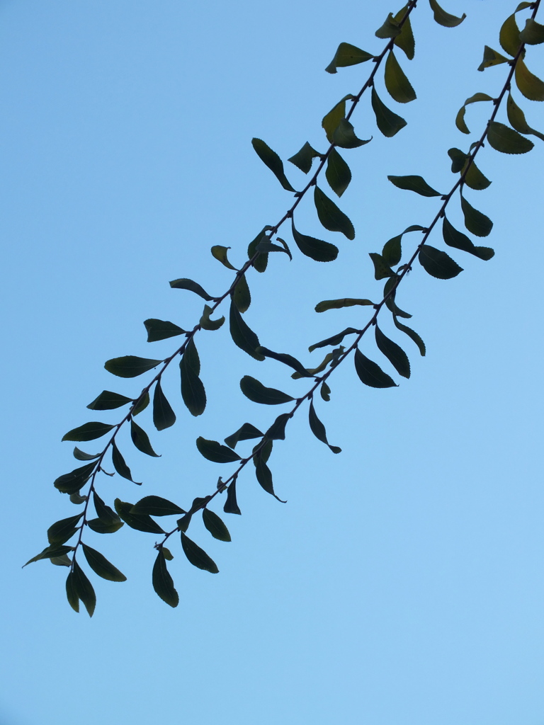 冬の晴天の雪柳