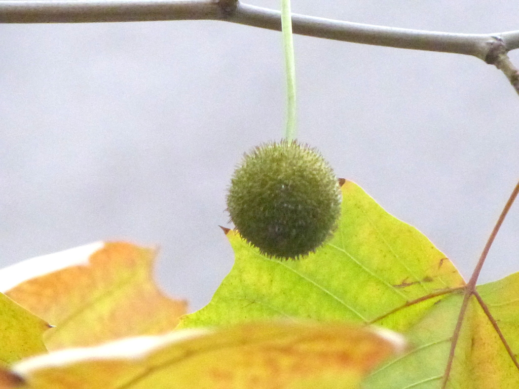 スズカケノ木の実