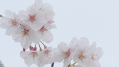 オオヤマザクラの蕊