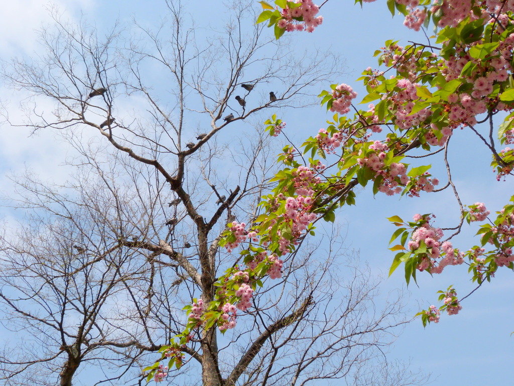 上野不忍池の梅護寺数珠掛け桜と