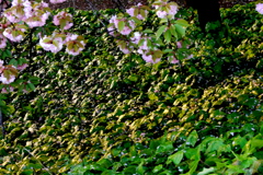 雨上がりの夕日の関山桜と下草