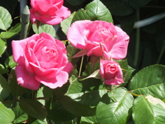 綺麗なピンクの薔薇