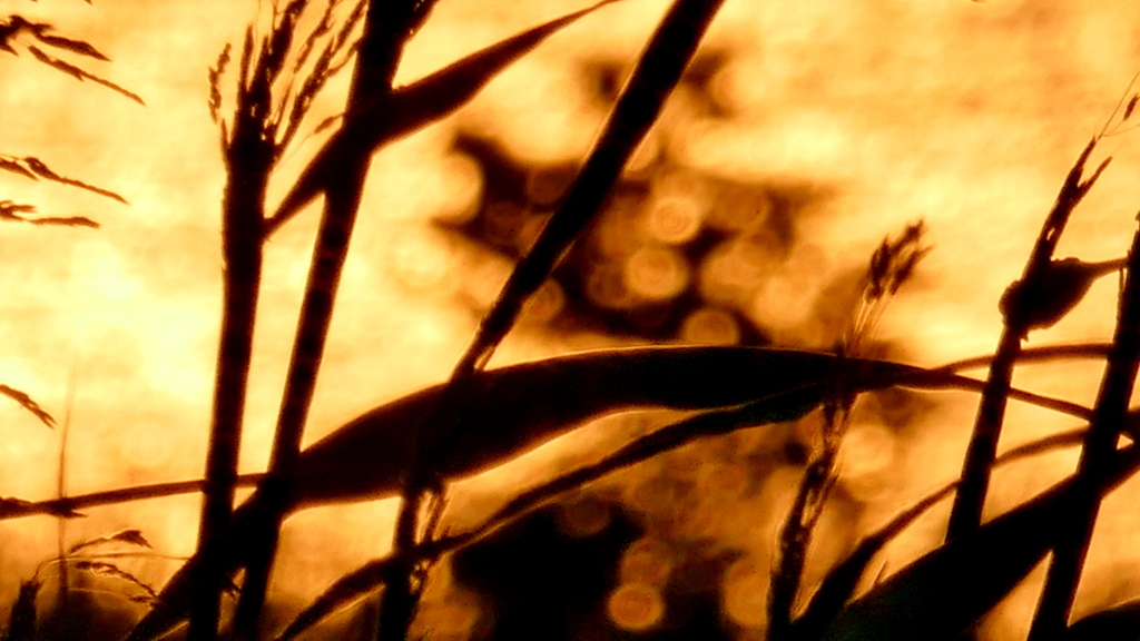 草むらのゆうべ